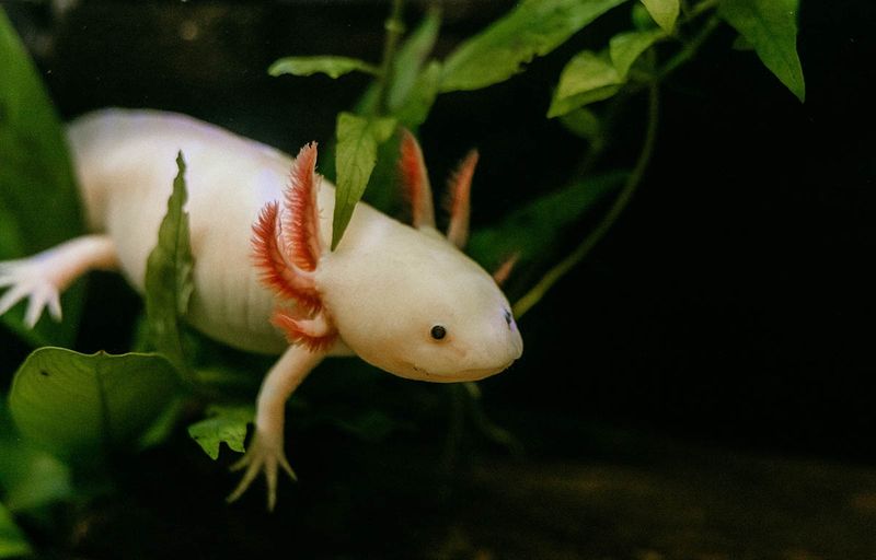 Axolotl