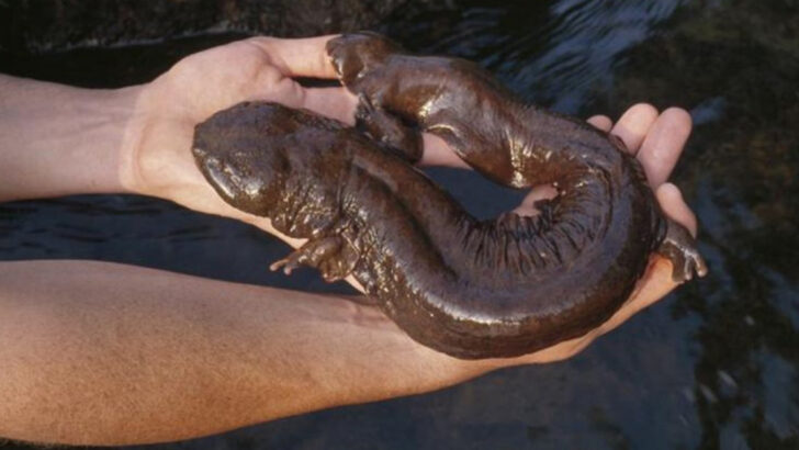 Think You Know U.S. Wildlife? These 20 Animals Will Prove You Wrong