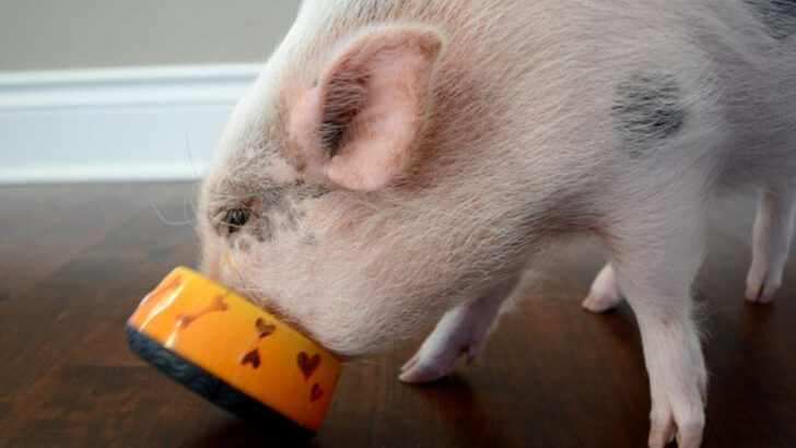 This Rescue Pig Acts Like a Puppy—and Her Morning Routine Is Pure Joy