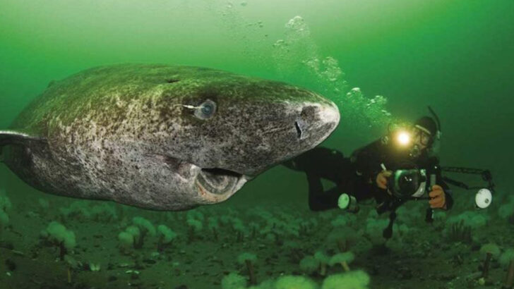 This Shark Can Live for Over 400 Years—And Some Are Still Swimming Today