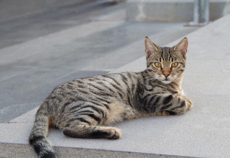 Sergeant Tibbs