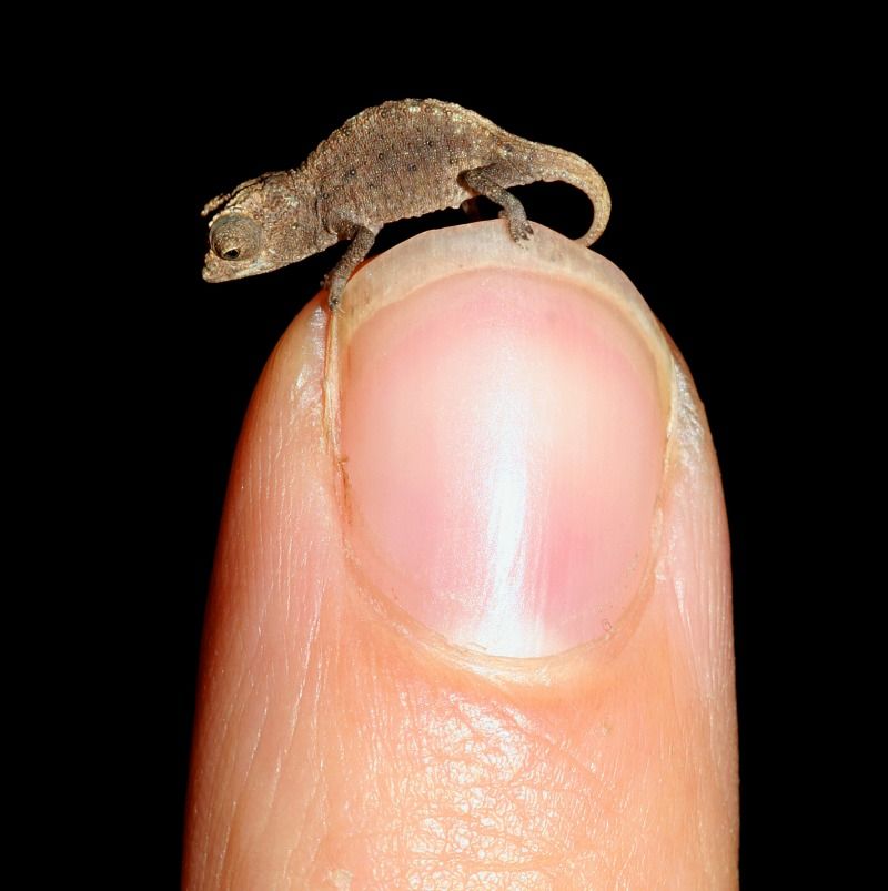 Brookesia Micra Chameleon