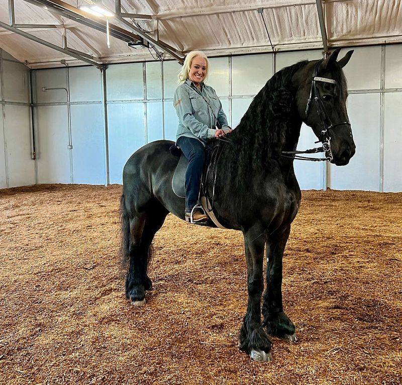 Friesian Horse