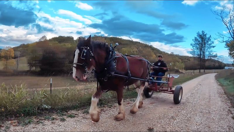 Clydesdale