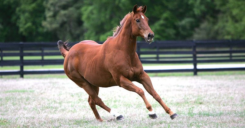 Quarter Horse