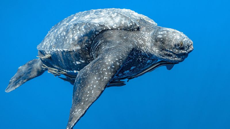 Leatherback Turtles' Unique Features