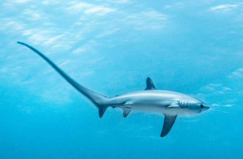 Thresher Shark