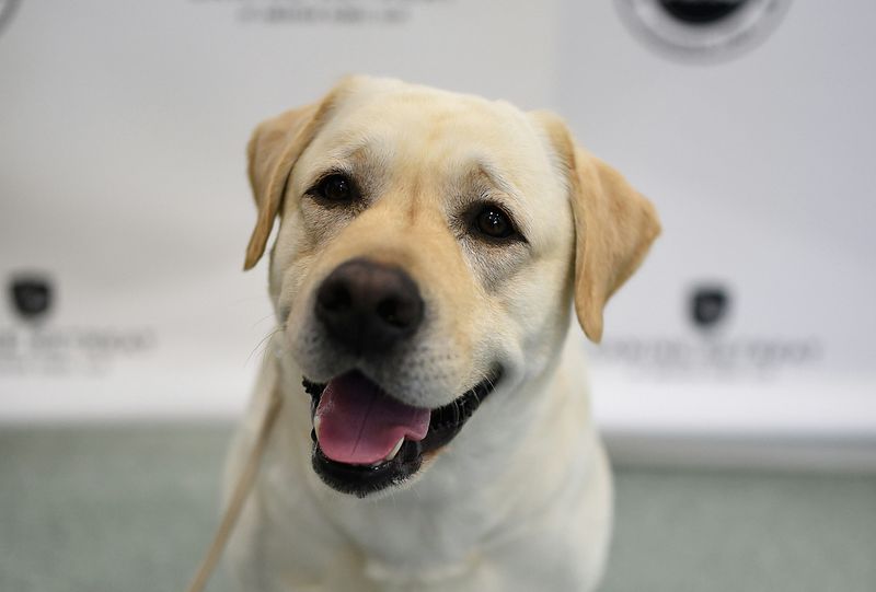 Labrador Retriever