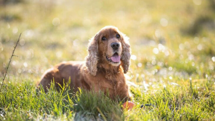 Throwback: 15 Dog Breeds Every ’90s Kid Remembers