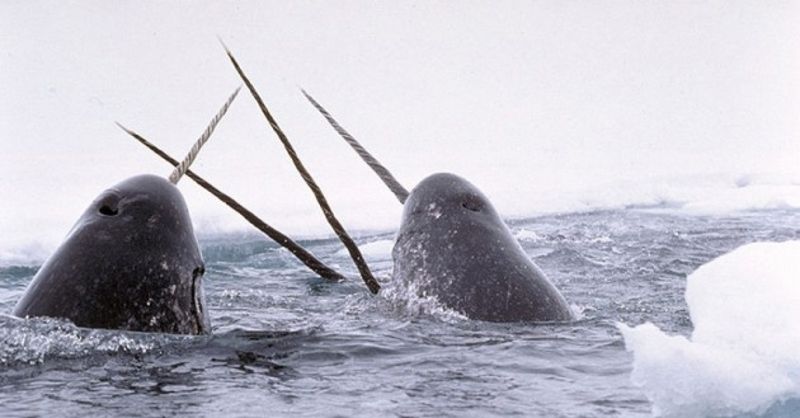 Narwhal