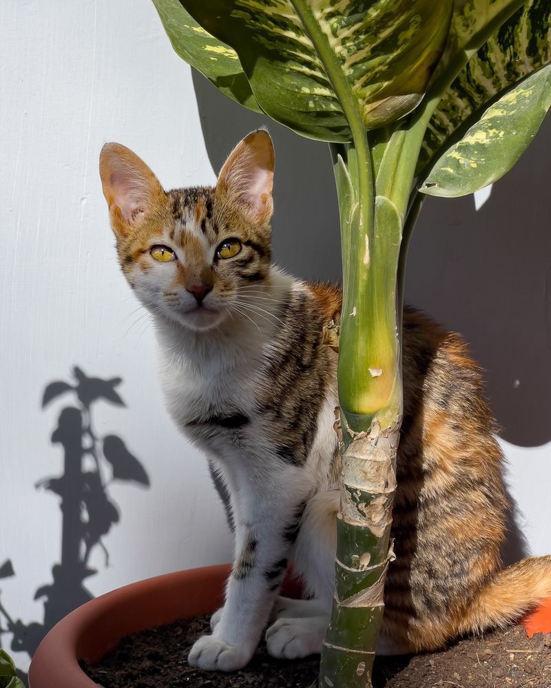 Lemongrass