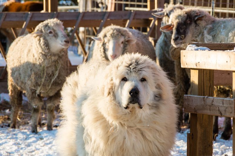Great Pyrenees
