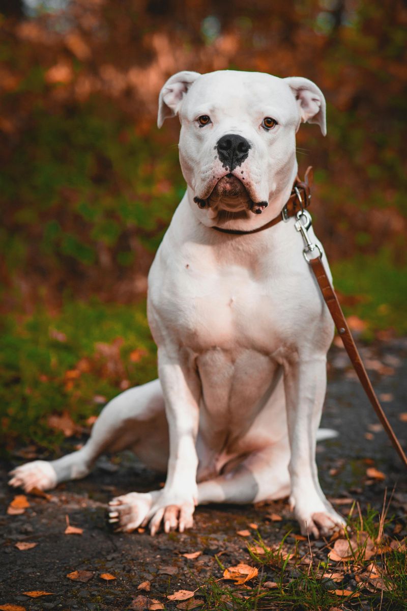 American Bulldog
