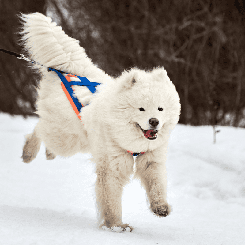 Samoyed