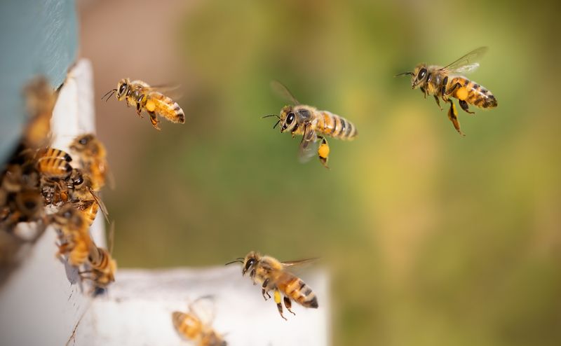 Bee