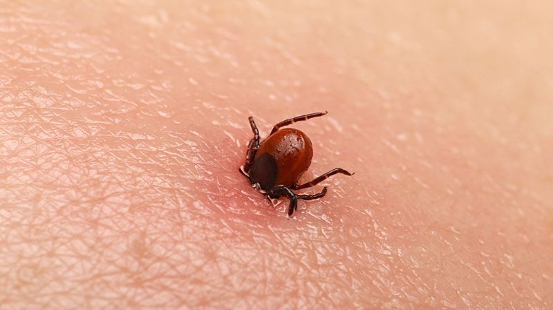 Tick