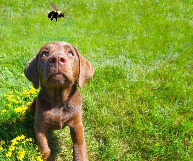 Bees and Wasps