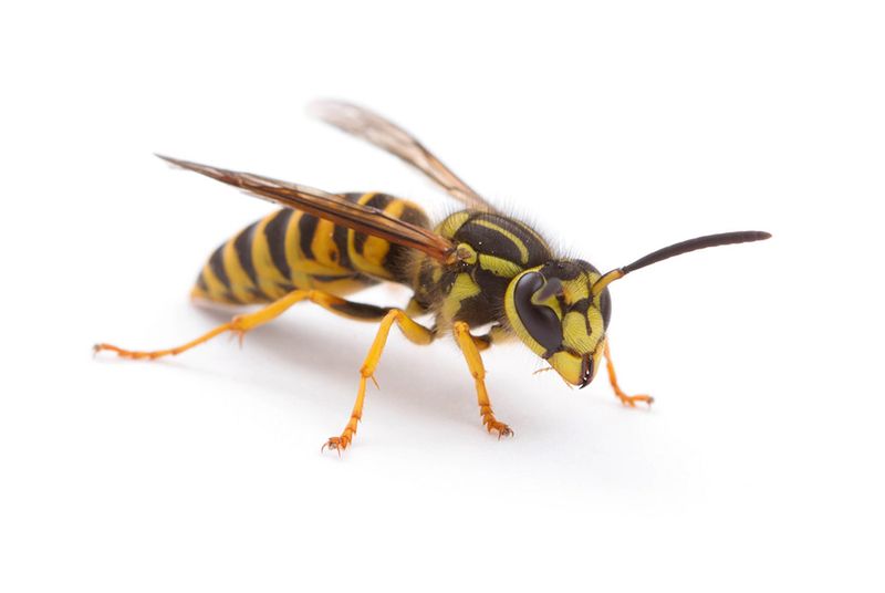 Yellowjackets