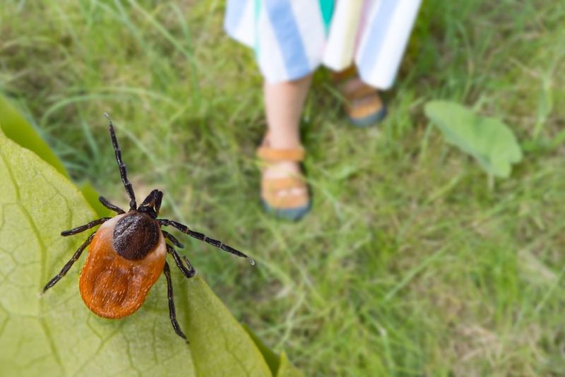 Ticks