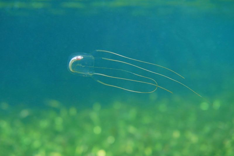 Box Jellyfish