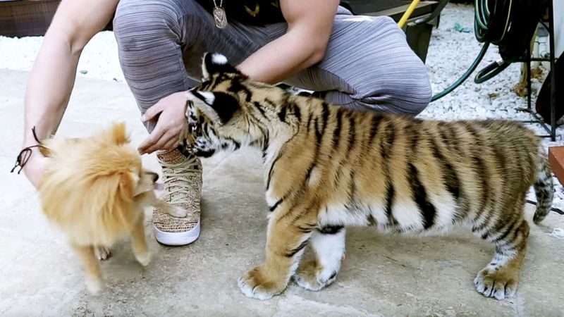 Tiger Cubs