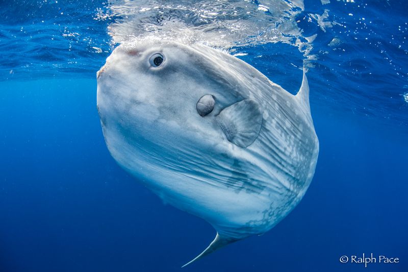 Sunfish