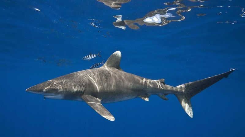 Oceanic Whitetip Shark