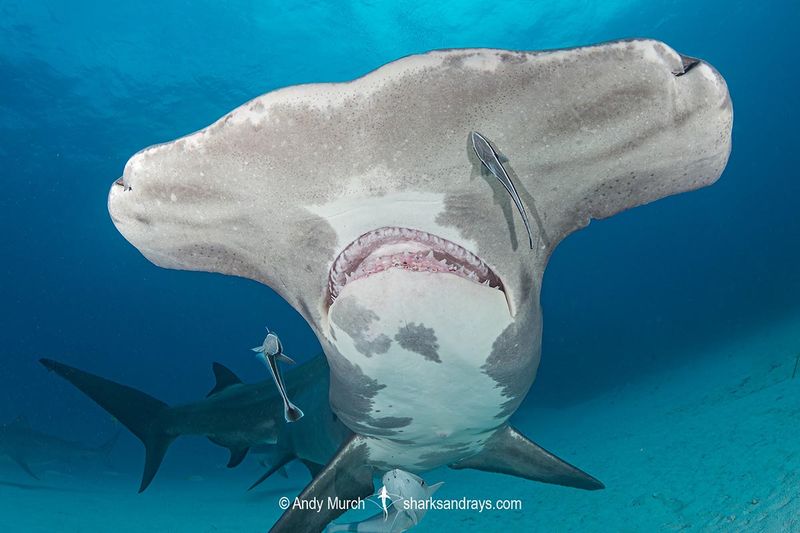 Great Hammerhead (Sphyrna mokarran)