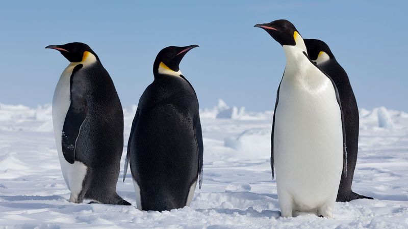 Penguins