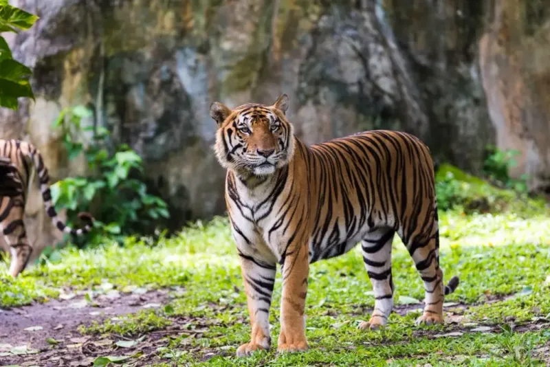 Tigers