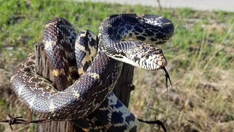 Bullsnake