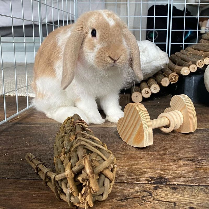 Wooden Chew Blocks