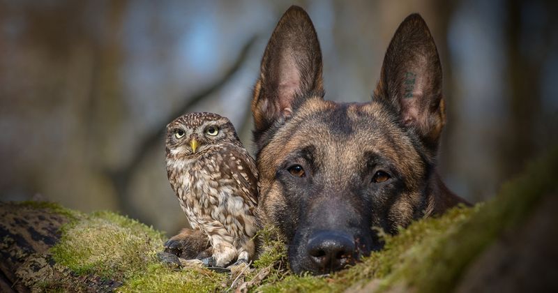 Dog & Owl