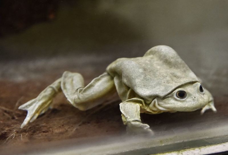 Titicaca Water Frog