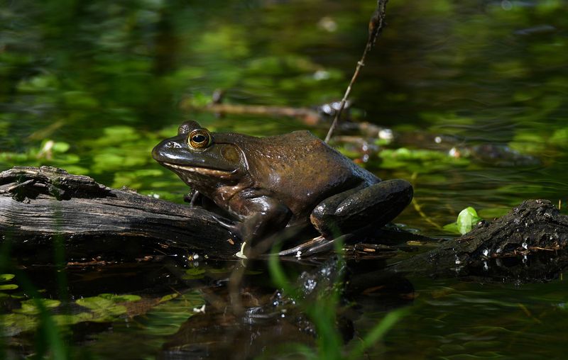 Toads Cause Warts