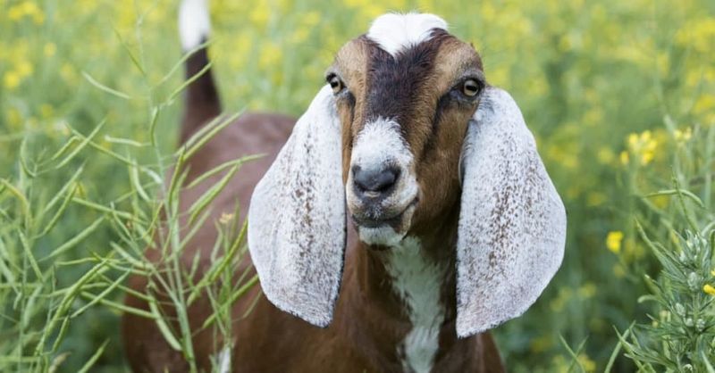 Nubian Goat