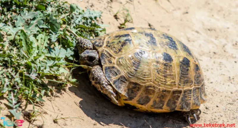 Russian Tortoise