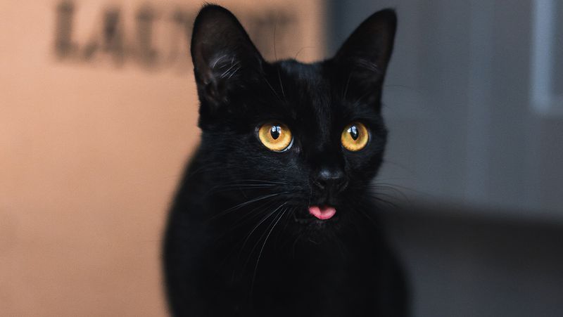 Blackie