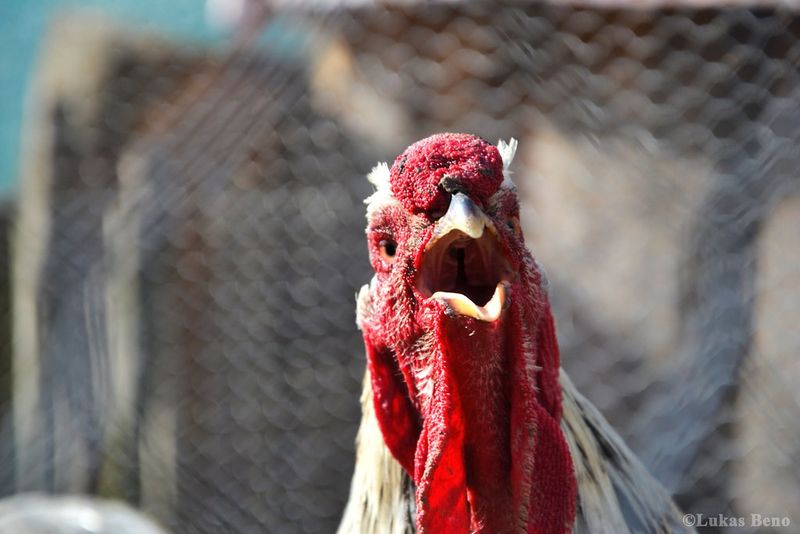 Rita the Rooster