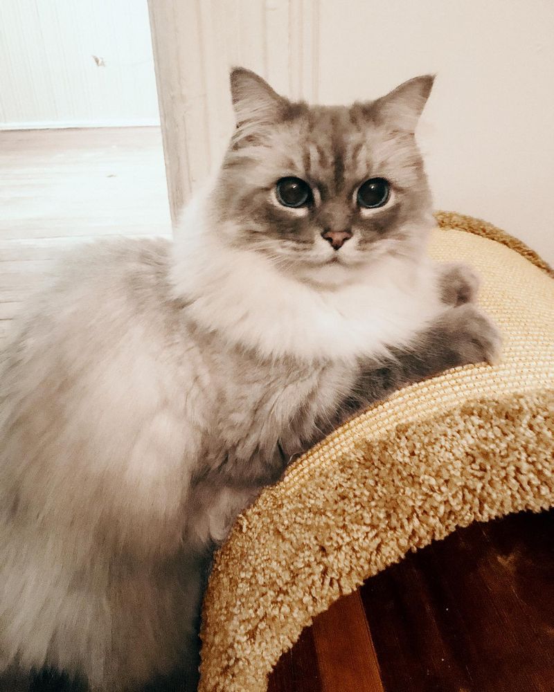 Ragamuffin