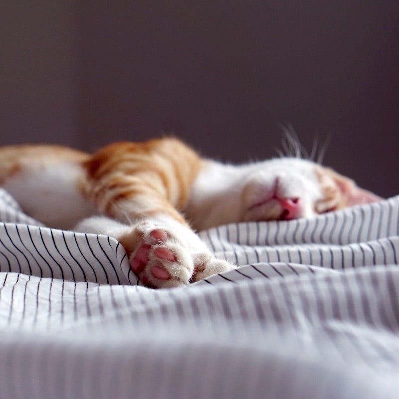Love for Naps