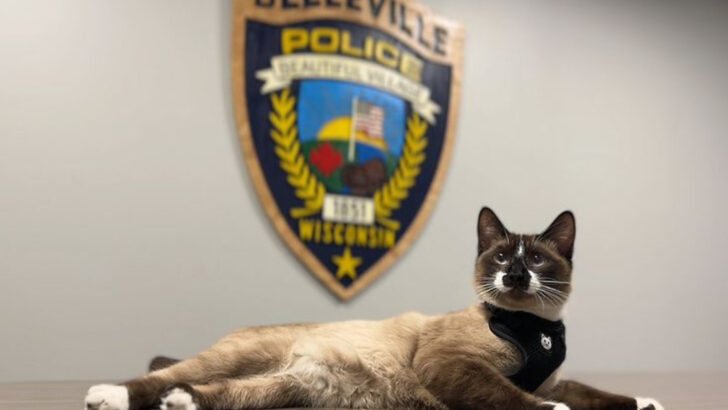 Too Cool for Crime: Why Cats Would Never Join the Police