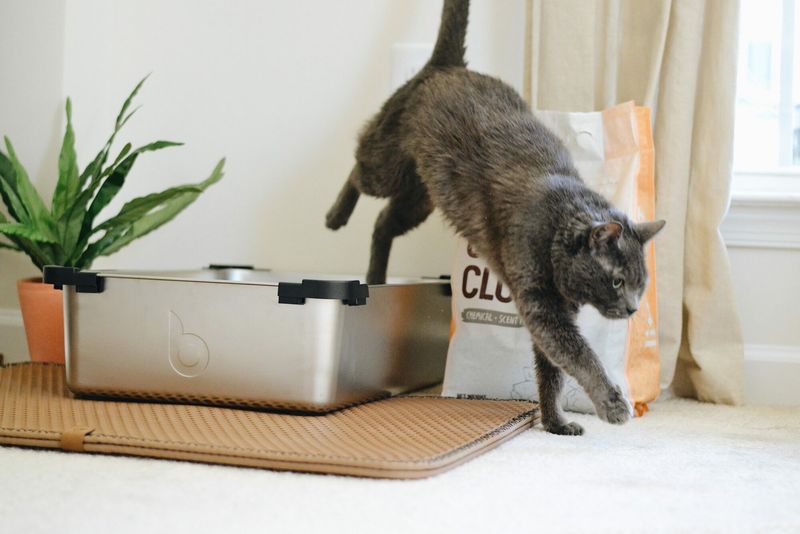 Switching Litter Brands Frequently
