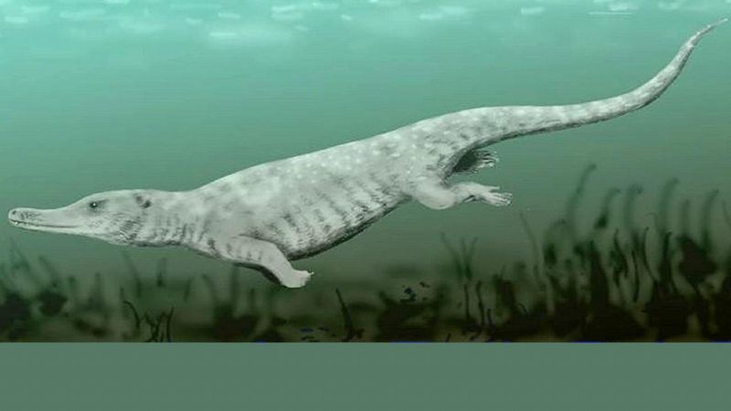 Remingtonocetus