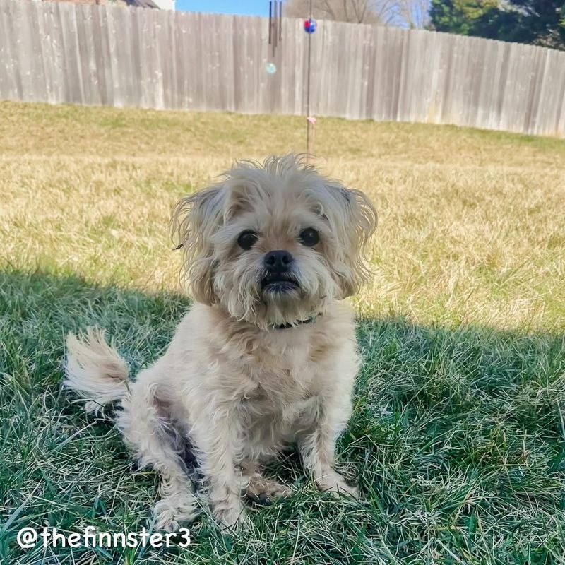 Pugshire (Pug & Yorkie)