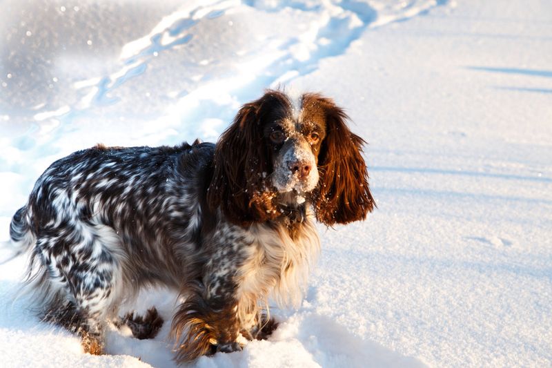 Russian Spaniel