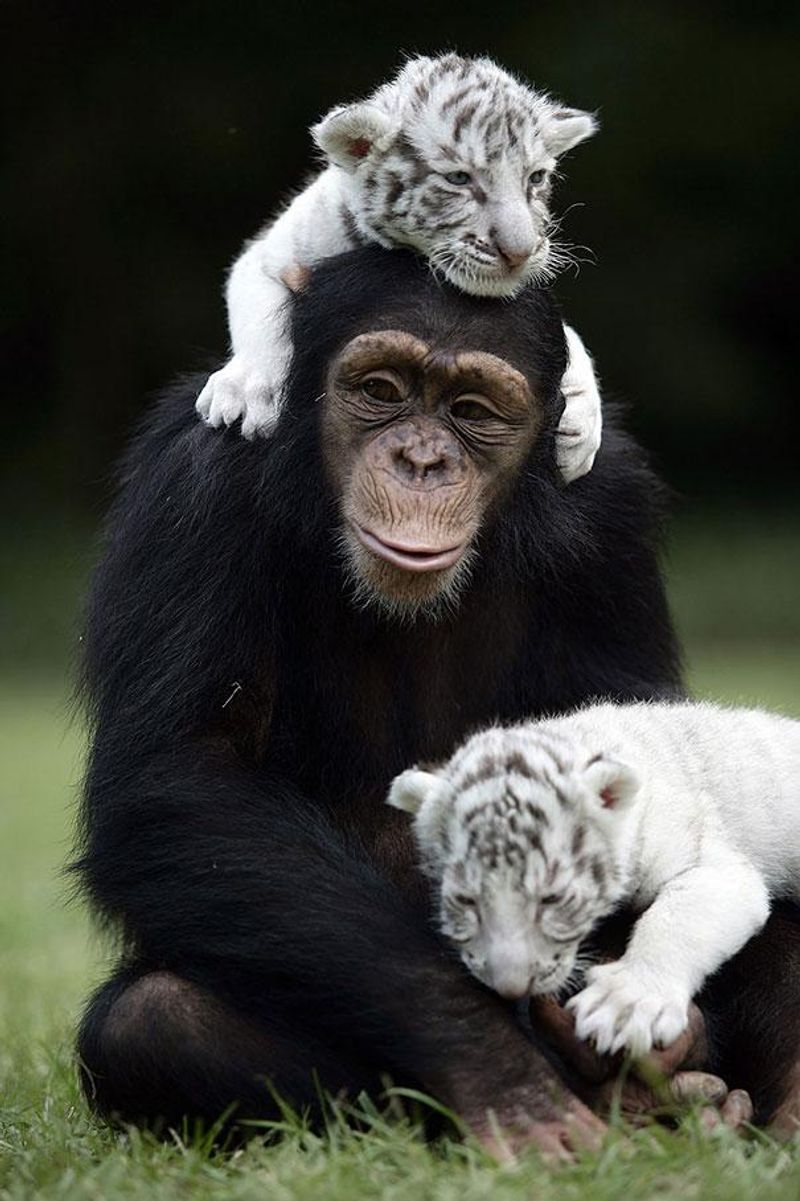 Anjana and the Cubs