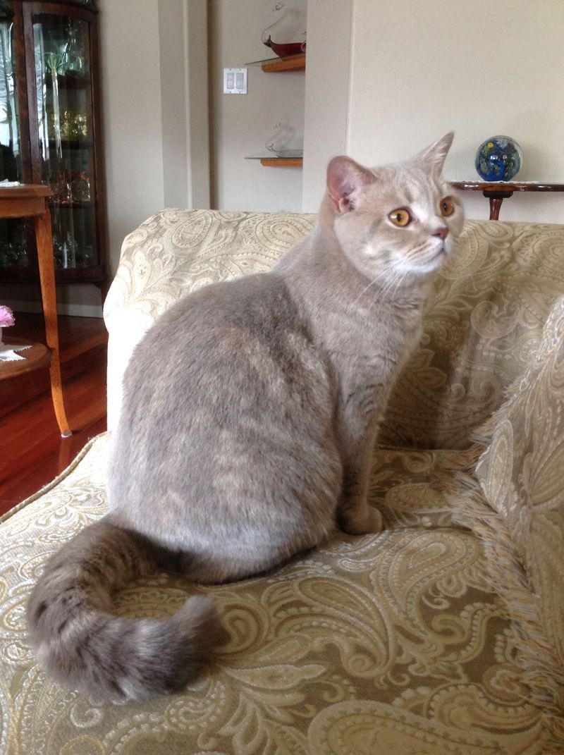 Lilac Cat