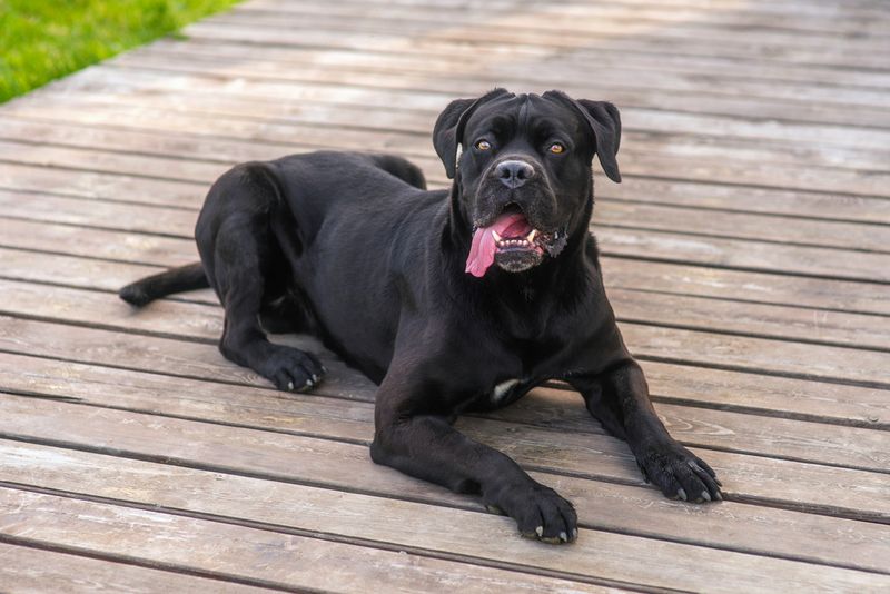 Cane Corso