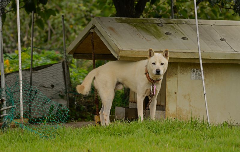 Dogo Argentino